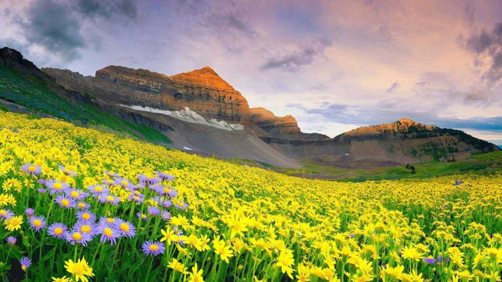 Valley of flower